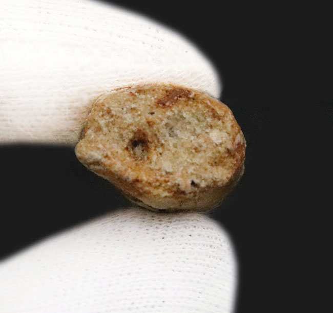 白亜紀中期、北アフリカの水辺を支配した絶対王者、スピノサウルス（Spinosaurus）の歯化石（その5）