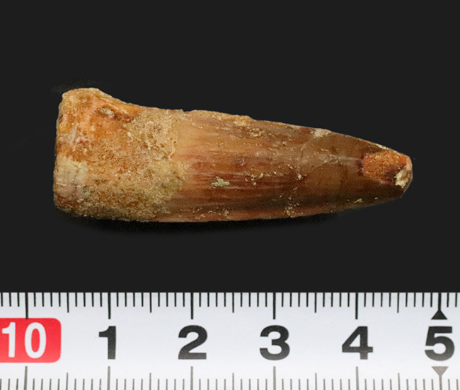 白亜紀中期、北アフリカの水辺を支配した絶対王者、スピノサウルス（Spinosaurus）の歯化石（その6）