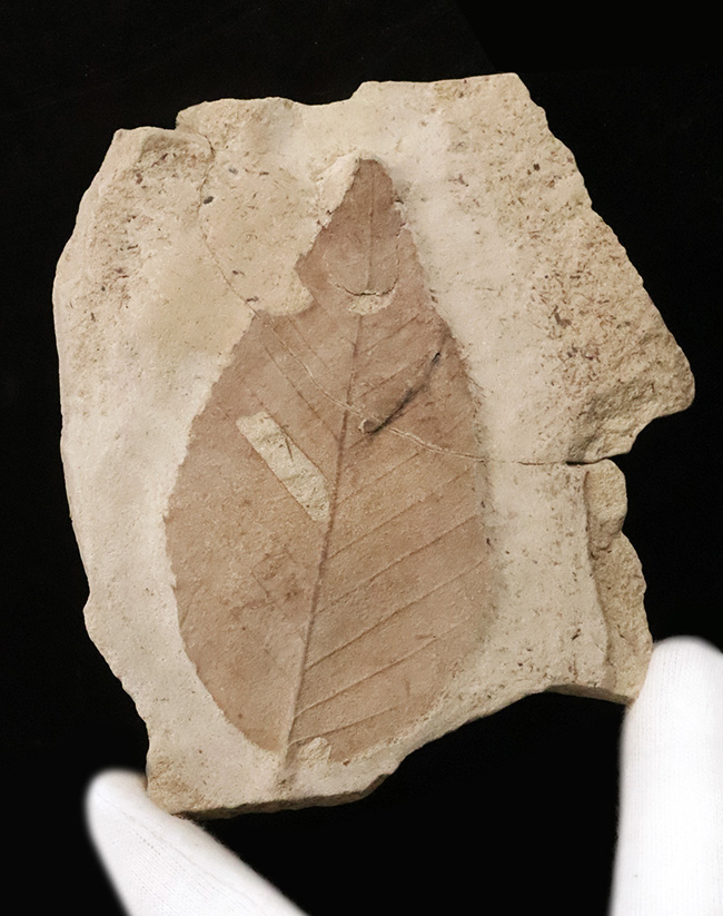 大きい、本体9.2cm、絵画のように残された一葉……秋田県湯沢市産・大型木の葉化石（その1）