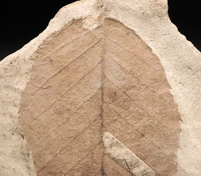 大きい、本体9.2cm、絵画のように残された一葉……秋田県湯沢市産・大型木の葉化石（その2）