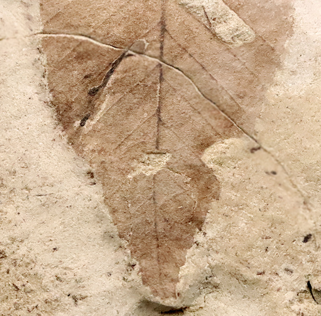 大きい、本体9.2cm、絵画のように残された一葉……秋田県湯沢市産・大型木の葉化石（その3）