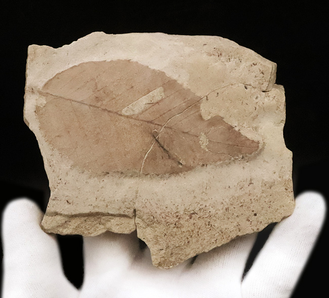 大きい、本体9.2cm、絵画のように残された一葉……秋田県湯沢市産・大型木の葉化石（その4）