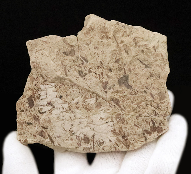 大きい、本体9.2cm、絵画のように残された一葉……秋田県湯沢市産・大型木の葉化石（その6）