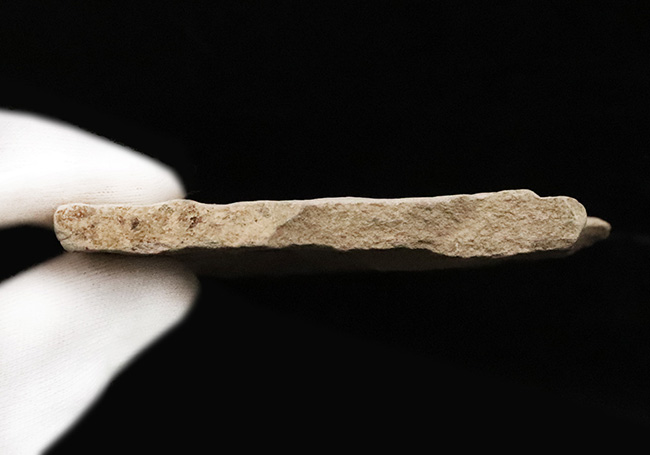 大きい、本体9.2cm、絵画のように残された一葉……秋田県湯沢市産・大型木の葉化石（その7）