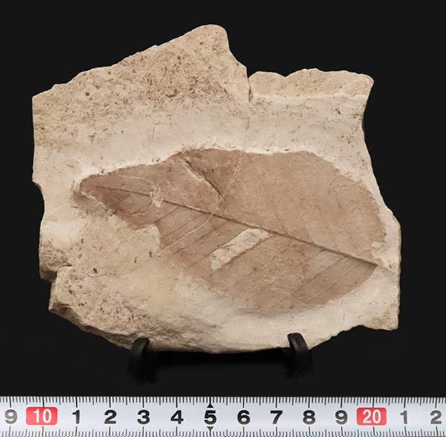 大きい、本体9.2cm、絵画のように残された一葉……秋田県湯沢市産・大型木の葉化石（その8）