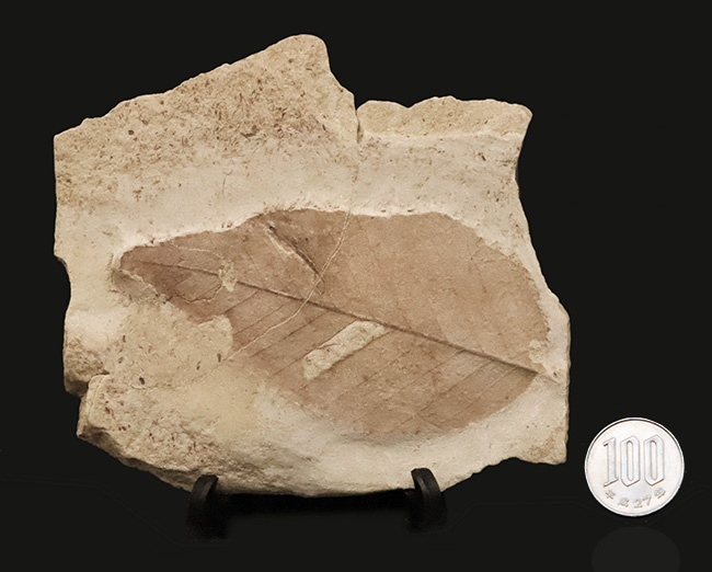 大きい、本体9.2cm、絵画のように残された一葉……秋田県湯沢市産・大型木の葉化石（その9）