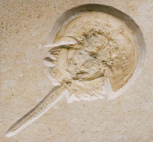 世界的な名産地、ゾルンホーフェン産の極上メソリムルス・ワルチ（Mesolimulus walchi）の全身化石。輪郭、複雑な腹部の構造、尾剣まで完璧に保存された、正真正銘トップクオリティを誇る逸品！（その1）