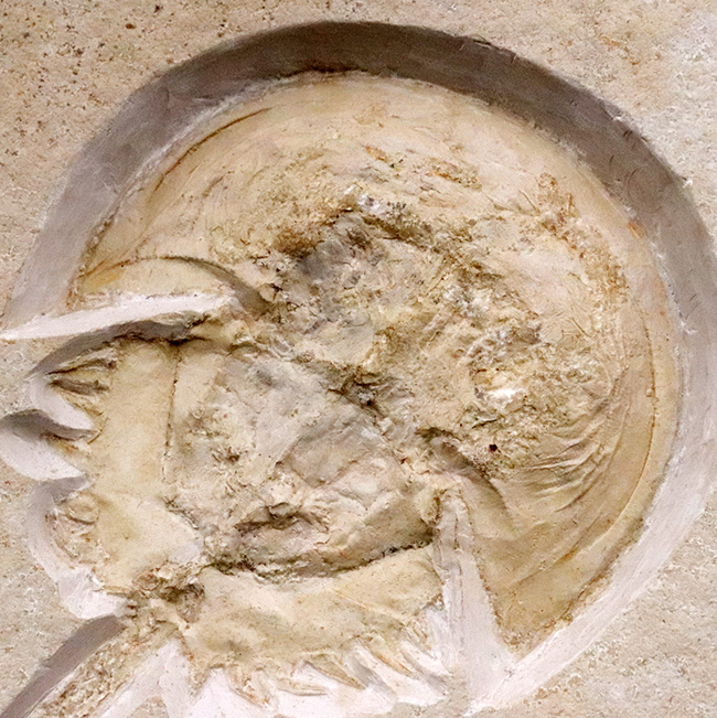 世界的な名産地、ゾルンホーフェン産の極上メソリムルス・ワルチ（Mesolimulus walchi）の全身化石。輪郭、複雑な腹部の構造、尾剣まで完璧に保存された、正真正銘トップクオリティを誇る逸品！（その2）