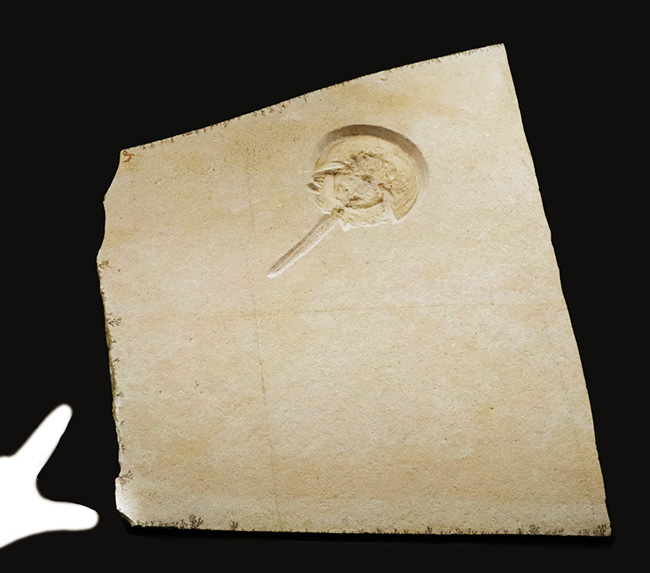 世界的な名産地、ゾルンホーフェン産の極上メソリムルス・ワルチ（Mesolimulus walchi）の全身化石。輪郭、複雑な腹部の構造、尾剣まで完璧に保存された、正真正銘トップクオリティを誇る逸品！（その3）