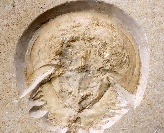 世界的な名産地、ゾルンホーフェン産の極上メソリムルス・ワルチ（Mesolimulus walchi）の全身化石。輪郭、複雑な腹部の構造、尾剣まで完璧に保存された、正真正銘トップクオリティを誇る逸品！（その4）