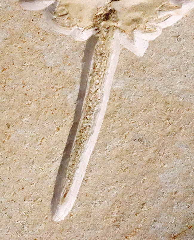 世界的な名産地、ゾルンホーフェン産の極上メソリムルス・ワルチ（Mesolimulus walchi）の全身化石。輪郭、複雑な腹部の構造、尾剣まで完璧に保存された、正真正銘トップクオリティを誇る逸品！（その5）