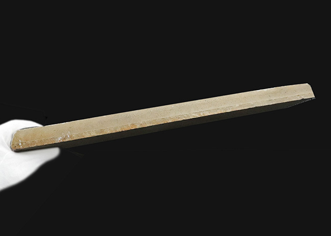 世界的な名産地、ゾルンホーフェン産の極上メソリムルス・ワルチ（Mesolimulus walchi）の全身化石。輪郭、複雑な腹部の構造、尾剣まで完璧に保存された、正真正銘トップクオリティを誇る逸品！（その6）