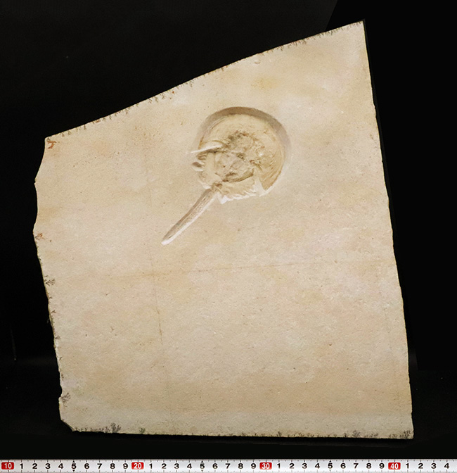 世界的な名産地、ゾルンホーフェン産の極上メソリムルス・ワルチ（Mesolimulus walchi）の全身化石。輪郭、複雑な腹部の構造、尾剣まで完璧に保存された、正真正銘トップクオリティを誇る逸品！（その7）