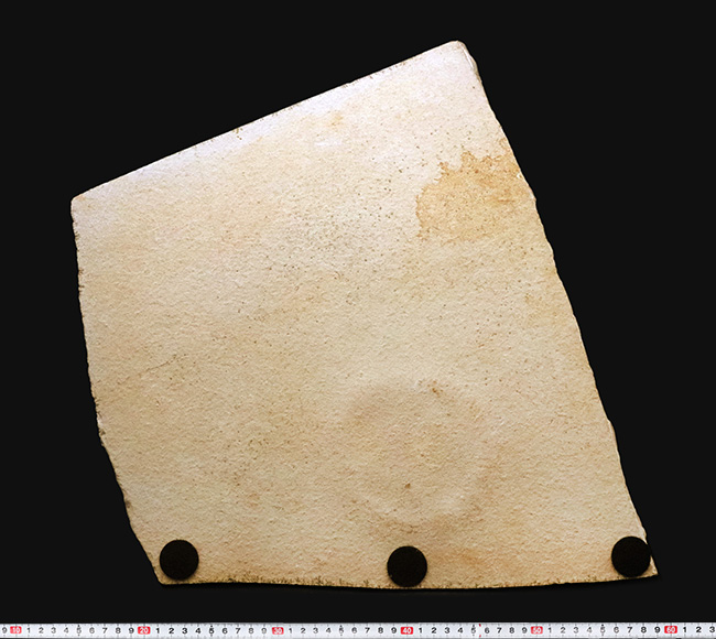 世界的な名産地、ゾルンホーフェン産の極上メソリムルス・ワルチ（Mesolimulus walchi）の全身化石。輪郭、複雑な腹部の構造、尾剣まで完璧に保存された、正真正銘トップクオリティを誇る逸品！（その8）