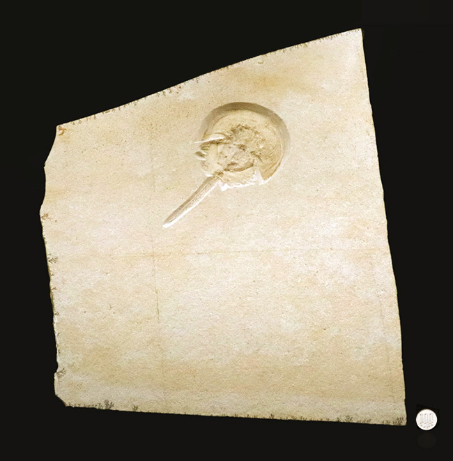 世界的な名産地、ゾルンホーフェン産の極上メソリムルス・ワルチ（Mesolimulus walchi）の全身化石。輪郭、複雑な腹部の構造、尾剣まで完璧に保存された、正真正銘トップクオリティを誇る逸品！（その9）