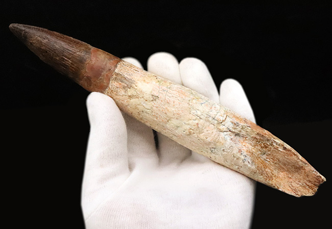 最高の逸品をお探しの貴方へ……20cmに迫る驚愕のサイズ!数年に一度の衝撃……スピノサウルス(Spinosaurus aegyptiacus)の歯根付き歯化石(その1)