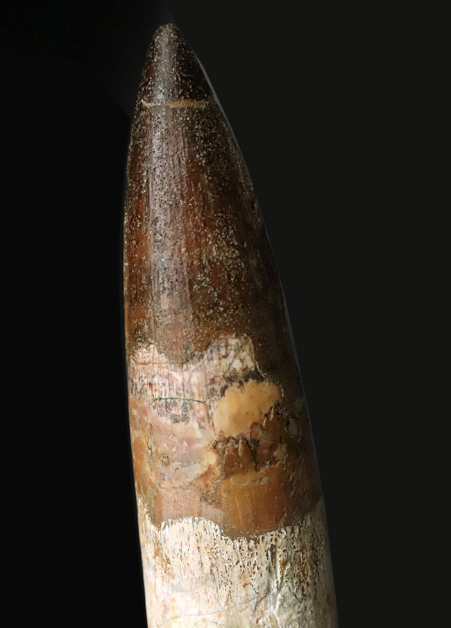 最高の逸品をお探しの貴方へ……20cmに迫る驚愕のサイズ!数年に一度の衝撃……スピノサウルス(Spinosaurus aegyptiacus)の歯根付き歯化石(その2)