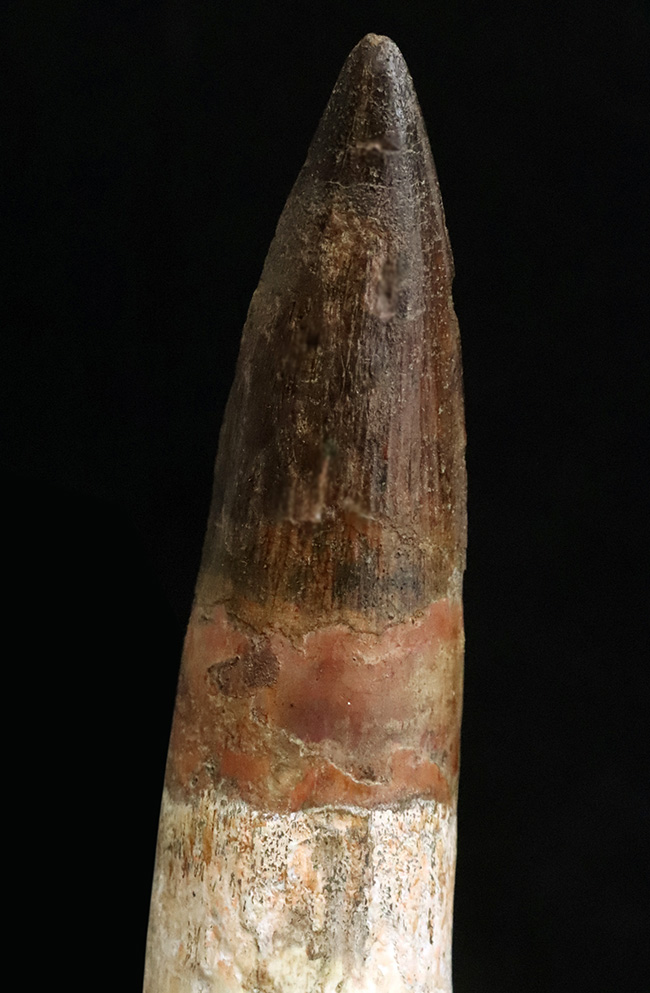 最高の逸品をお探しの貴方へ……20cmに迫る驚愕のサイズ!数年に一度の衝撃……スピノサウルス(Spinosaurus aegyptiacus)の歯根付き歯化石(その4)