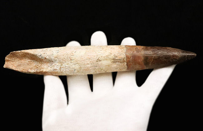 最高の逸品をお探しの貴方へ……20cmに迫る驚愕のサイズ!数年に一度の衝撃……スピノサウルス(Spinosaurus aegyptiacus)の歯根付き歯化石(その5)