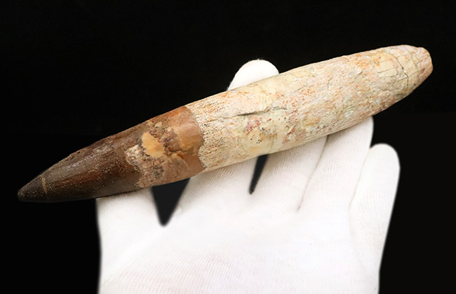 最高の逸品をお探しの貴方へ……20cmに迫る驚愕のサイズ!数年に一度の衝撃……スピノサウルス(Spinosaurus aegyptiacus)の歯根付き歯化石(その6)