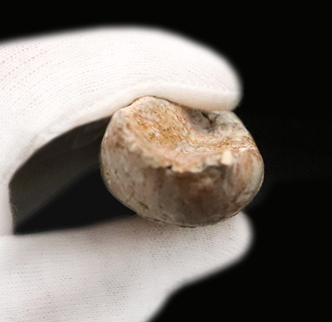 最高の逸品をお探しの貴方へ……20cmに迫る驚愕のサイズ!数年に一度の衝撃……スピノサウルス(Spinosaurus aegyptiacus)の歯根付き歯化石(その7)