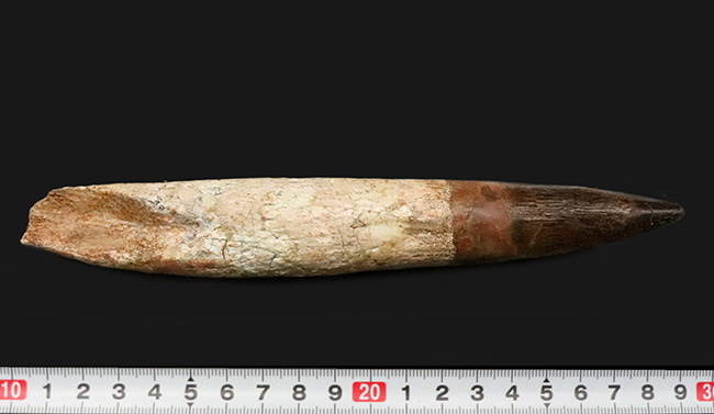 最高の逸品をお探しの貴方へ……20cmに迫る驚愕のサイズ!数年に一度の衝撃……スピノサウルス(Spinosaurus aegyptiacus)の歯根付き歯化石(その8)