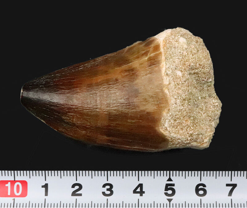 【周長10.3cm】標準サイズを凌駕する『規格外の太さ』を誇る特選標本、モササウルス（Mosasaurus）の歯化石（その10）