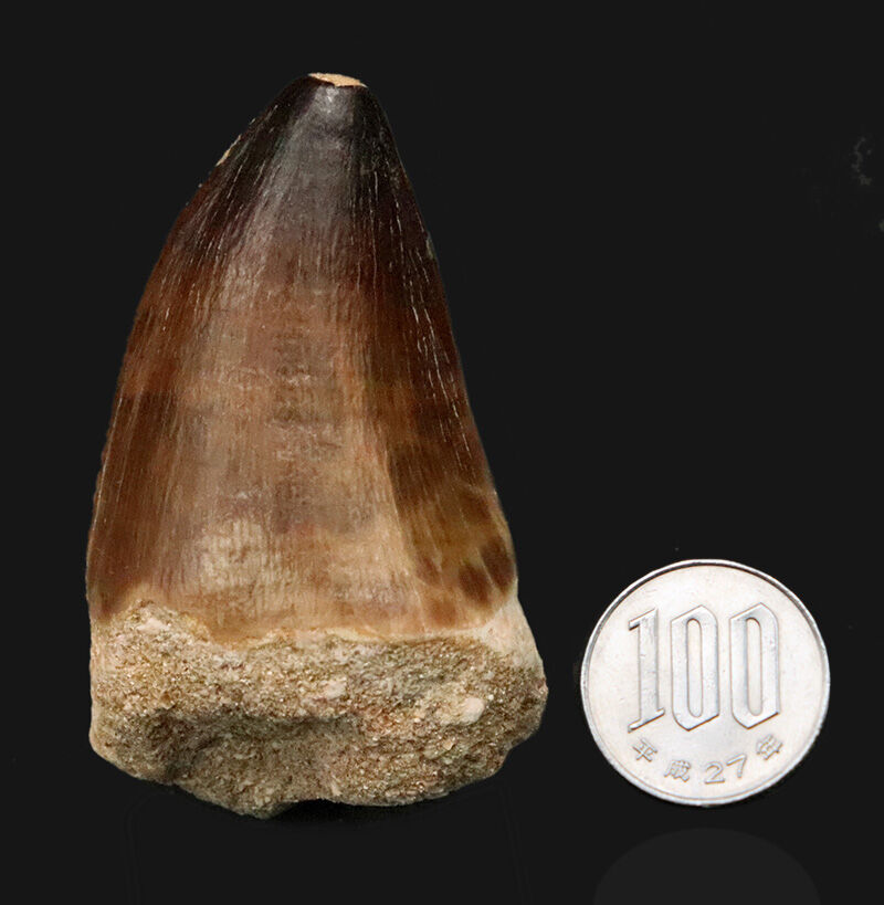 【周長10.3cm】標準サイズを凌駕する『規格外の太さ』を誇る特選標本、モササウルス（Mosasaurus）の歯化石（その11）