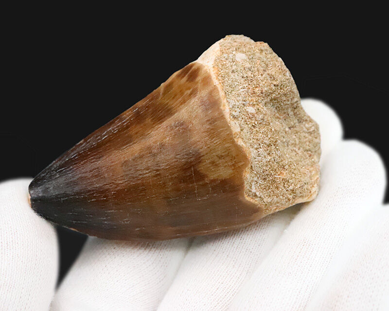 【周長10.3cm】標準サイズを凌駕する『規格外の太さ』を誇る特選標本、モササウルス（Mosasaurus）の歯化石（その3）