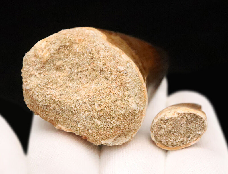 【周長10.3cm】標準サイズを凌駕する『規格外の太さ』を誇る特選標本、モササウルス（Mosasaurus）の歯化石（その8）