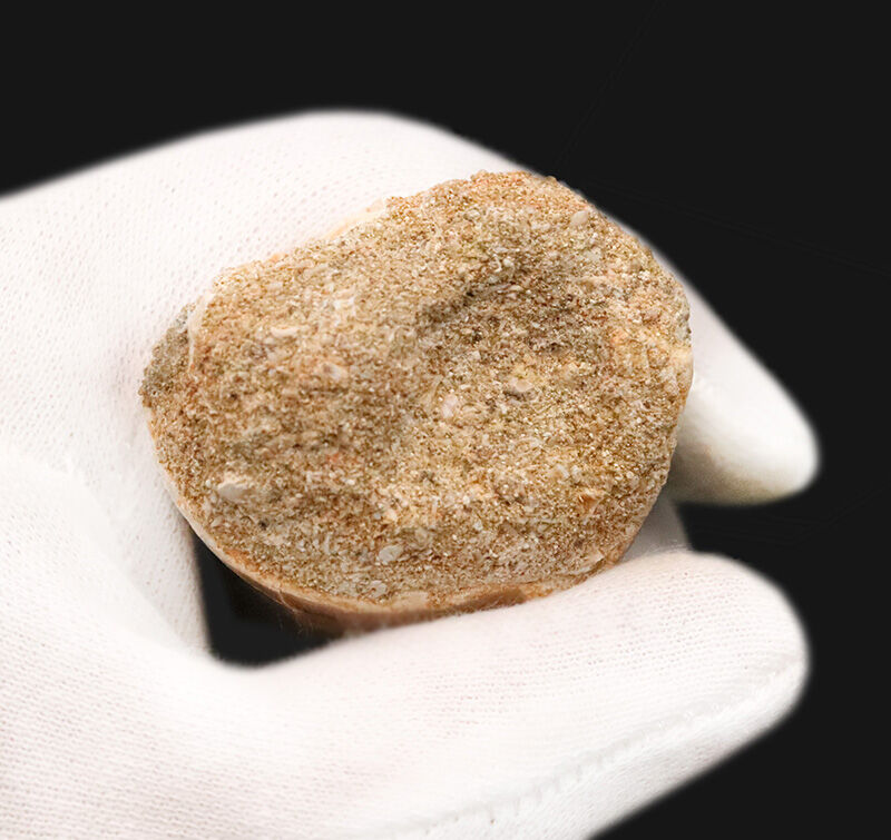 【周長10.3cm】標準サイズを凌駕する『規格外の太さ』を誇る特選標本、モササウルス（Mosasaurus）の歯化石（その9）