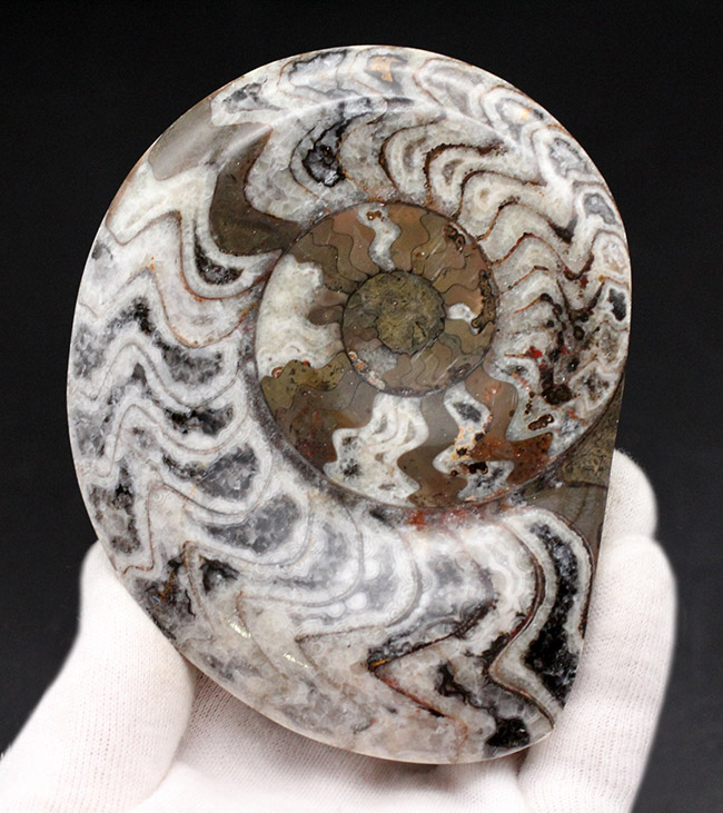 人気の古生代デボン紀の頭足類、ゴニアタイト(Goniatite)の化石(その1)