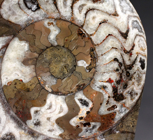 人気の古生代デボン紀の頭足類、ゴニアタイト(Goniatite)の化石(その2)