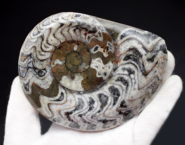 人気の古生代デボン紀の頭足類、ゴニアタイト(Goniatite)の化石(その3)