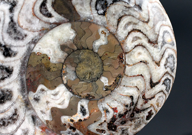 人気の古生代デボン紀の頭足類、ゴニアタイト(Goniatite)の化石(その4)