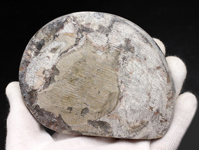 人気の古生代デボン紀の頭足類、ゴニアタイト(Goniatite)の化石(その7)