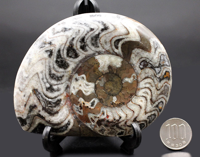 人気の古生代デボン紀の頭足類、ゴニアタイト（Goniatite）の化石