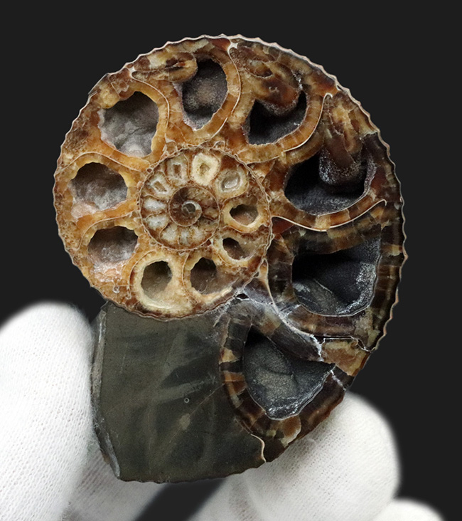 意外と手に入りにくい米国サウスダコタ州産のアンモナイト、ディスコスカフィテス(Discoscaphities)のハーフカット標本(その1)