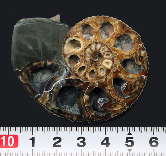 意外と手に入りにくい米国サウスダコタ州産のアンモナイト、ディスコスカフィテス(Discoscaphities)のハーフカット標本(その6)