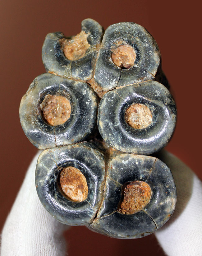 希少!米国カリフォルニア産、絶滅した大型哺乳類デスモスチルスの歯化石(Desmostylus hesperus)(その1)