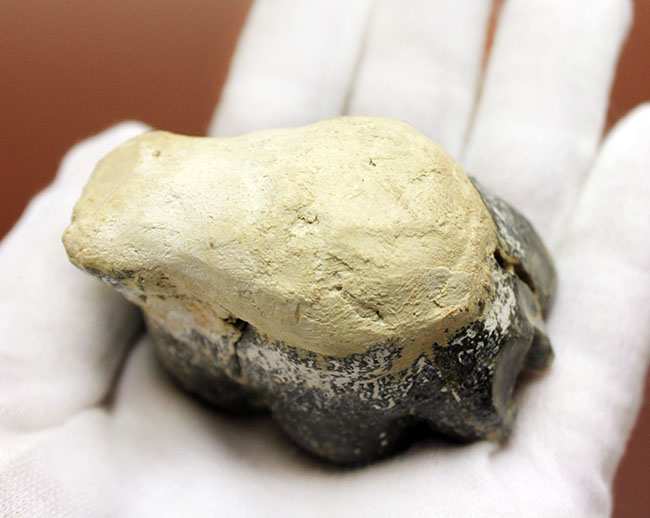 希少!米国カリフォルニア産、絶滅した大型哺乳類デスモスチルスの歯化石(Desmostylus hesperus)(その10)