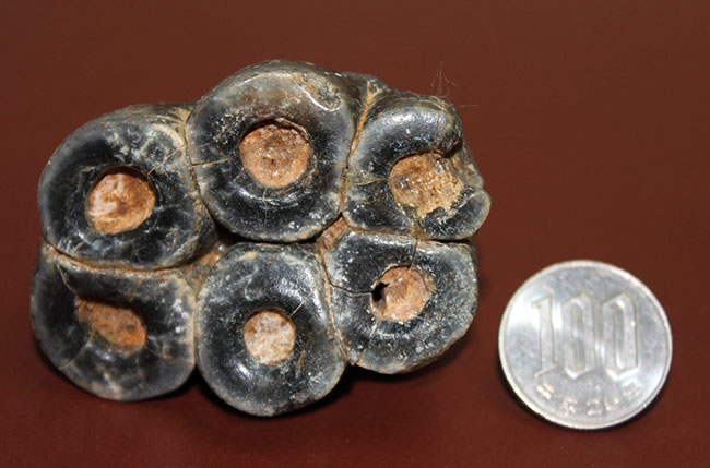 希少!米国カリフォルニア産、絶滅した大型哺乳類デスモスチルスの歯化石(Desmostylus hesperus)(その11)