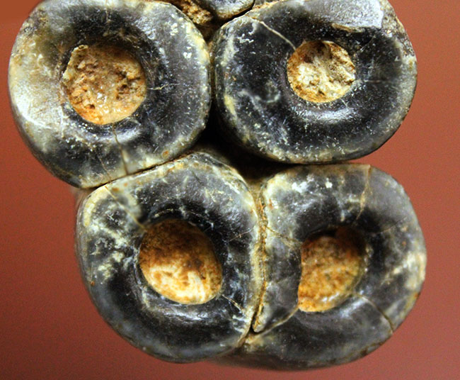 希少!米国カリフォルニア産、絶滅した大型哺乳類デスモスチルスの歯化石(Desmostylus hesperus)(その3)