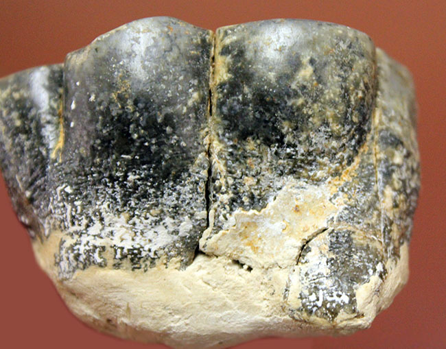 希少！米国カリフォルニア産、絶滅した大型哺乳類デスモスチルスの歯化石（Desmostylus hesperus）（その4）