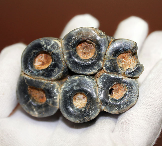 希少!米国カリフォルニア産、絶滅した大型哺乳類デスモスチルスの歯化石(Desmostylus hesperus)(その5)