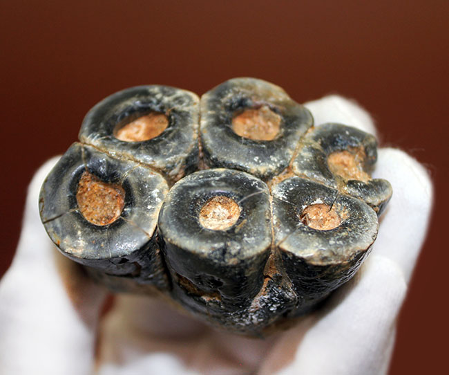 希少!米国カリフォルニア産、絶滅した大型哺乳類デスモスチルスの歯化石(Desmostylus hesperus)(その7)