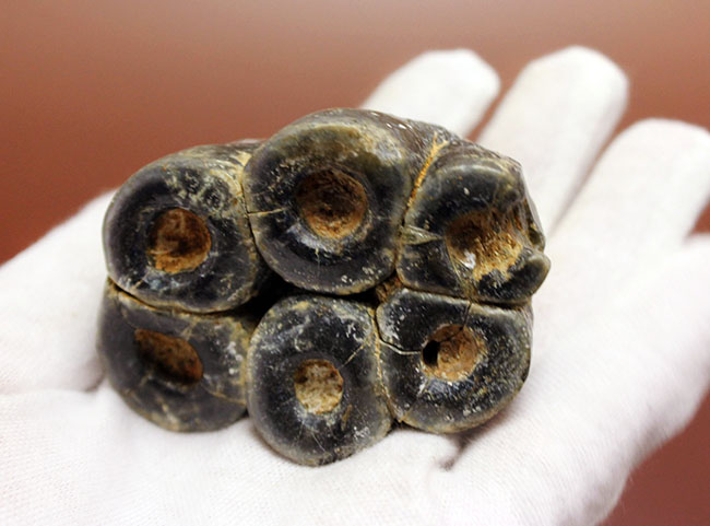 希少!米国カリフォルニア産、絶滅した大型哺乳類デスモスチルスの歯化石(Desmostylus hesperus)(その8)