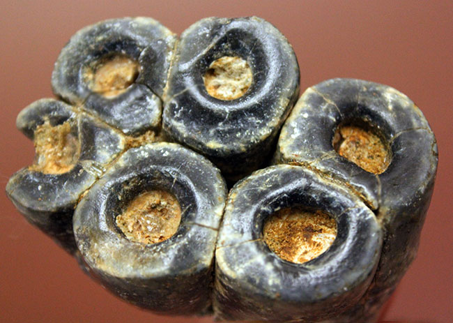 希少!米国カリフォルニア産、絶滅した大型哺乳類デスモスチルスの歯化石(Desmostylus hesperus)(その9)