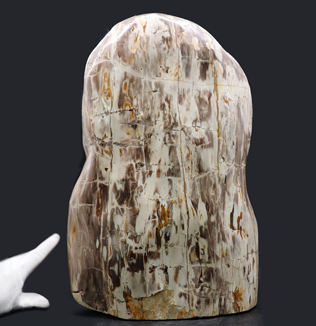 縦40センチ弱、重量16キログラム超えの巨大な珪化木(Petrified wood)。インドネシア産(その1)