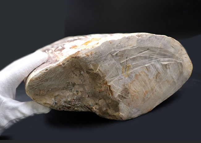 縦40センチ弱、重量16キログラム超えの巨大な珪化木(Petrified wood)。インドネシア産(その10)